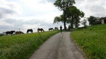 Blick auf die Wanderstrecke beim Stutenmilchhof Gallistl 